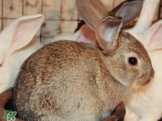 孕婦能吃兔子肉嗎？孕婦可以吃兔子肉嗎？