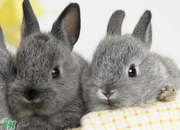 孕婦能吃兔子肉嗎？孕婦可以吃兔子肉嗎？