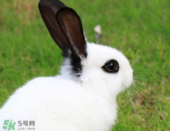 孕婦能吃兔子肉嗎？孕婦可以吃兔子肉嗎？