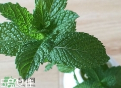 留蘭香的營(yíng)養(yǎng)價(jià)值_留蘭香的功效與作用及食用方法 留蘭香的營(yíng)養(yǎng)價(jià)值_留蘭香的功效與作用及食用方法