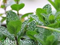 留蘭香的營(yíng)養(yǎng)價(jià)值_留蘭香的功效與作用及食用方法 留蘭香的營(yíng)養(yǎng)價(jià)值_留蘭香的功效與作用及食用方法