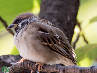 孕婦可以吃麻雀肉嗎？孕婦能吃麻雀肉嗎？