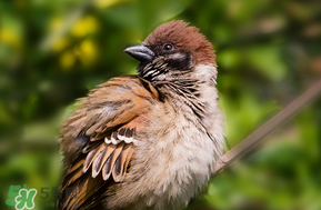 孕婦可以吃麻雀肉嗎？孕婦能吃麻雀肉嗎？