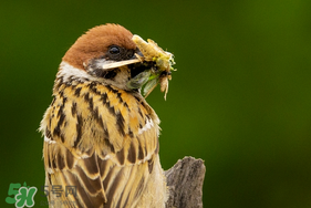 孕婦可以吃麻雀肉嗎？孕婦能吃麻雀肉嗎？