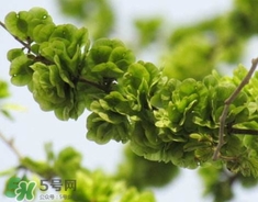 榆錢怎么保存時間長?新鮮榆錢怎么保存 榆錢怎么保存時間長?新鮮榆錢怎么保存