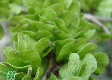 榆錢怎么保存時間長?新鮮榆錢怎么保存 榆錢怎么保存時間長?新鮮榆錢怎么保存