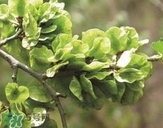 榆錢怎么保存時間長?新鮮榆錢怎么保存 榆錢怎么保存時間長?新鮮榆錢怎么保存