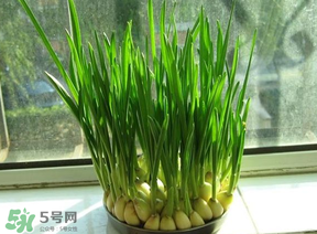 蒜苗發(fā)黃怎么回事？蒜苗發(fā)黃是什么原因？