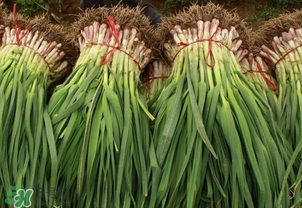 蒜苗爛根發(fā)黃怎么辦？蒜苗容易爛怎么辦？