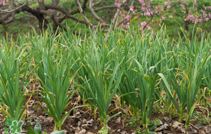 蒜苗爛根發(fā)黃怎么辦？蒜苗容易爛怎么辦？