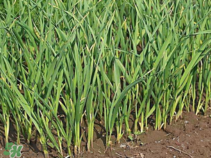 蒜苗爛根發(fā)黃怎么辦？蒜苗容易爛怎么辦？