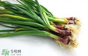 蒜苗多少錢一斤？蒜苗多少錢一斤2017？