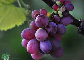 四月份有葡萄嗎？4月份的葡萄能吃嗎？