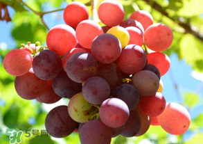 四月份有葡萄嗎？4月份的葡萄能吃嗎？