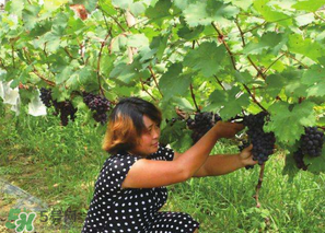 四月份有葡萄嗎？4月份的葡萄能吃嗎？