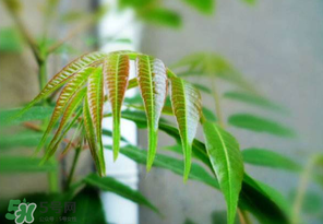 香椿紅的好還是綠的好？香椿紅色好還是綠色好？