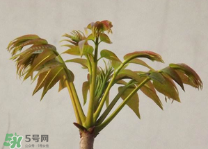 香椿紅的好還是綠的好？香椿紅色好還是綠色好？