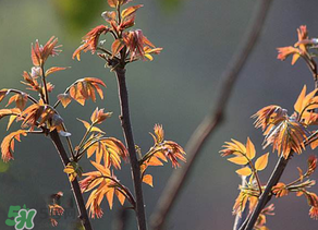 香椿有幾種？香椿哪種好？