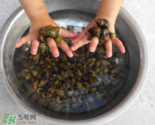 田螺可以冷凍嗎？田螺能冷凍嗎？