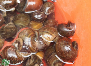 田螺可以冷凍嗎？田螺能冷凍嗎？