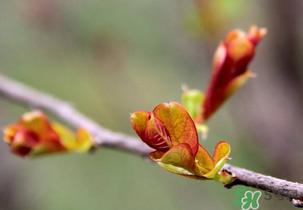 小狗能吃香椿嗎？狗狗可以吃香椿炒雞蛋嗎？