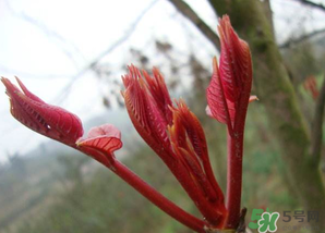 小狗能吃香椿嗎？狗狗可以吃香椿炒雞蛋嗎？