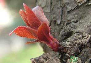 小狗能吃香椿嗎？狗狗可以吃香椿炒雞蛋嗎？