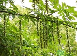 榆錢(qián)是榆樹(shù)的什么？榆錢(qián)是花還是果實(shí)