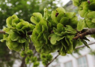 榆錢有什么特點？榆錢有什么作用