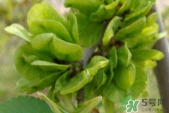 榆錢能冷凍保存嗎?榆錢可以冷藏保存嗎? 榆錢能冷凍保存嗎?榆錢可以冷藏保存嗎?