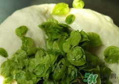 榆錢能冷凍保存嗎?榆錢可以冷藏保存嗎? 榆錢能冷凍保存嗎?榆錢可以冷藏保存嗎?