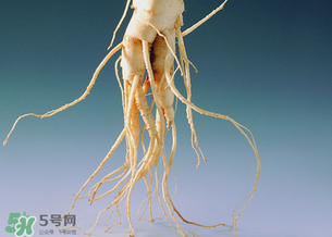 孕婦能吃人參嗎？孕婦可以吃人參嗎？