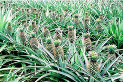 孕婦為什么不能吃菠蘿？孕婦不能吃菠蘿的原因