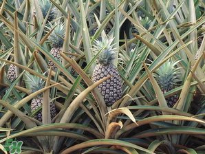 孕婦為什么不能吃菠蘿？孕婦不能吃菠蘿的原因