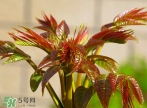 香椿會致癌嗎？香椿吃多了會致癌嗎？ 