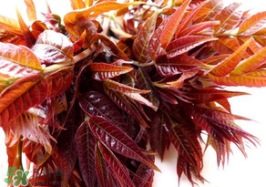 香椿會致癌嗎？香椿吃多了會致癌嗎？ 