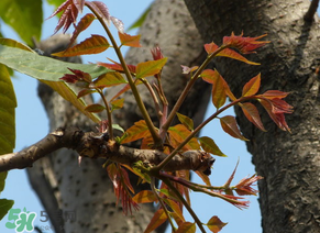 香椿會致癌嗎？香椿吃多了會致癌嗎？ 