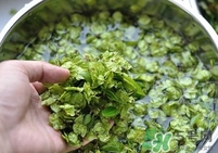 榆錢(qián)是榆樹(shù)的什么？榆錢(qián)是花還是果實(shí)