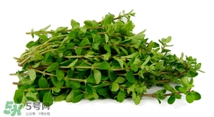 枸杞葉能炒著吃嗎？枸杞葉能涼拌嗎