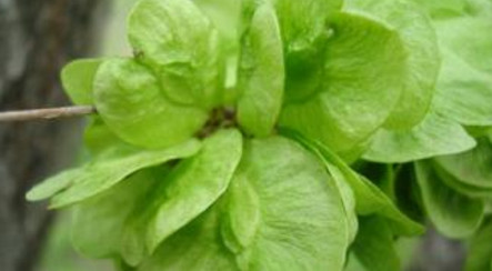 榆錢怎么存放？榆錢的保存方法