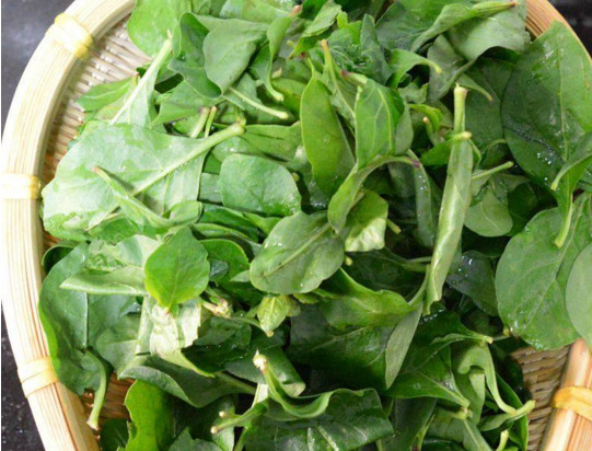 月經(jīng)期枸杞葉能吃嗎？月經(jīng)期可以吃枸杞葉嗎