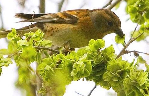 榆錢有什么特點？榆錢有什么作用