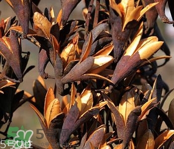 香椿樹種子的藥用價值 香椿籽的藥用價值 香椿樹種子的藥用價值 香椿籽的藥用價值