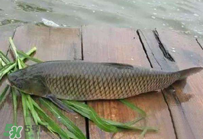 4月份可以釣草魚嗎？4月份如何釣草魚？