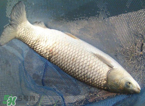 4月份可以釣草魚嗎？4月份如何釣草魚？