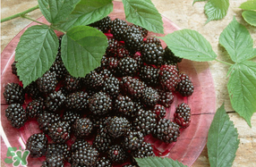 桑葚和菠蘿能一起吃嗎？桑葚可以和菠蘿一起吃嗎？