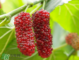 桑葚可以冷凍嗎？桑葚能冷凍保存嗎？