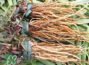 苦苣根哪里有賣？苦苣根茶在那里買的到