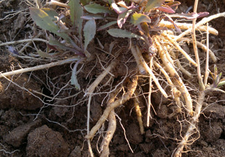 苦苣根哪里有賣？苦苣根茶在那里買的到