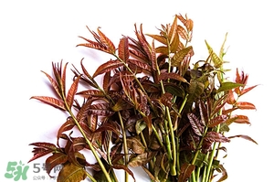 香椿葉的功效與作用 香椿葉泡水喝的功效 香椿葉的功效與作用 香椿葉泡水喝的功效